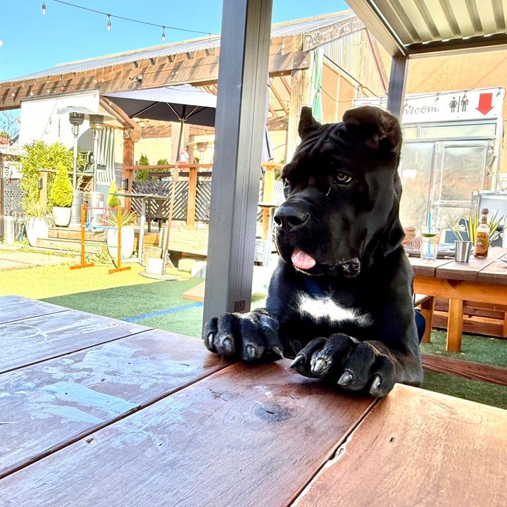 Gaston the Cane Corso